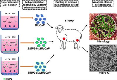 Low Dose BMP2-Doped Calcium Phosphate Graft Promotes Bone Defect Healing in a Large Animal Model